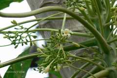 Carica papaya